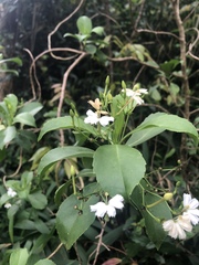 Scaevola gaudichaudiana