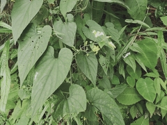 Thladiantha punctata