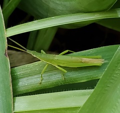 Atractomorpha australis