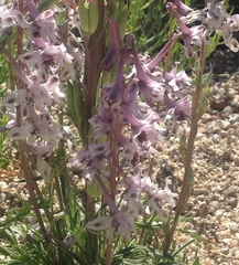 Delphinium wootonii