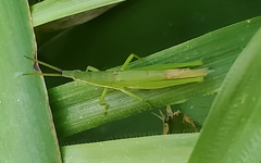 Atractomorpha australis