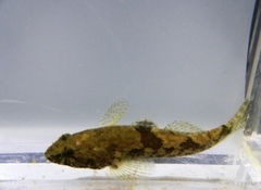 Odontobutis obscurus
