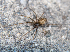 Megalepthyphantes nebulosus