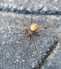 Megalepthyphantes nebulosus