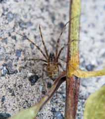 Megalepthyphantes nebulosus