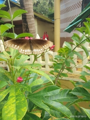 Euploea core