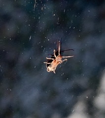 Psenocerus supernotatus