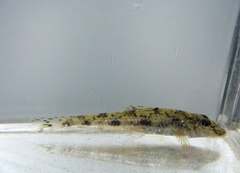 Pseudogobio esocinus