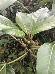 Touchardia latifolia