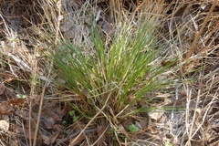 Carex cespitosa