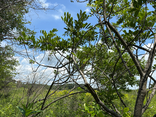 iNaturalist observation photo of poison sumac