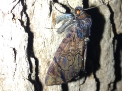 Catephia linteola