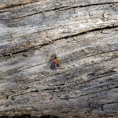 Liometopum occidentale