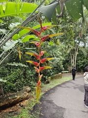 Heliconia platystachys, photograph (c) Scott Harris, some rights reserved (CC BY)