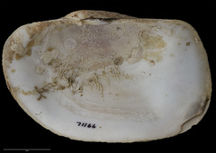 Panopea smithae