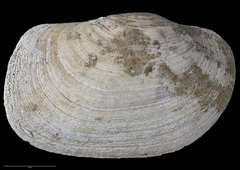 Panopea smithae