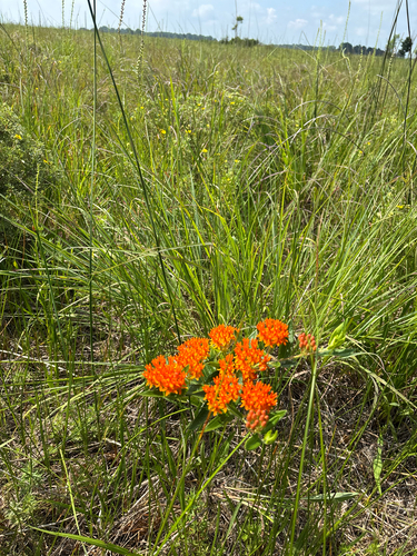 iNaturalist observation photo of butterfly milkweed