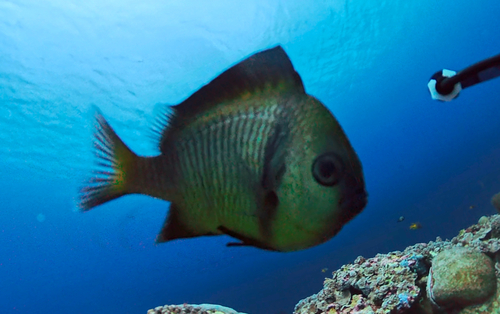 Dascyllus reticulatus