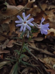 Phlox bifida
