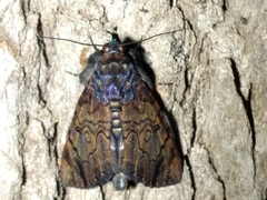 Catephia linteola