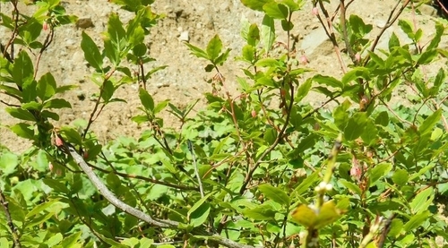 Vaccinium arctostaphylos, photograph 5