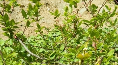 (c) Виктория Билоус, some rights reserved (CC BY) Vaccinium arctostaphylos, photograph (c) Виктория Билоус, some rights reserved (CC BY)