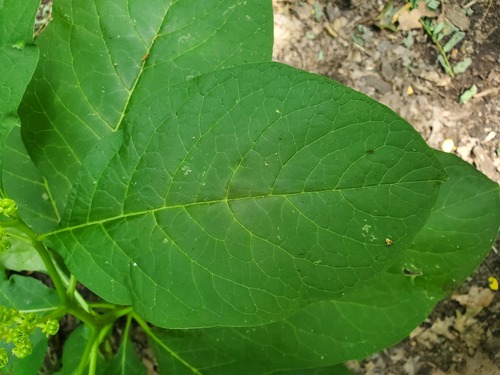 Phytolacca acinosa