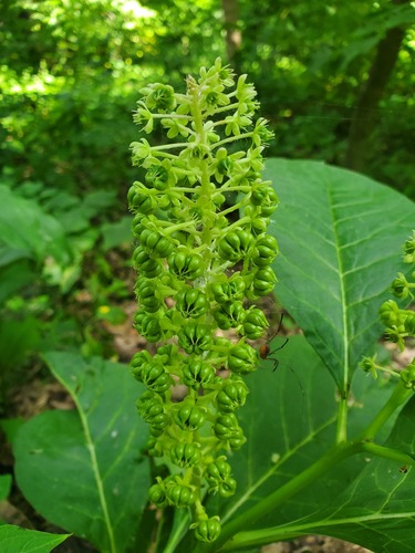 Phytolacca acinosa