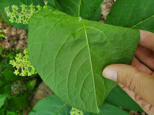 Phytolacca acinosa
