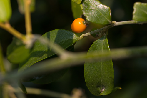 Cansjera rheedei J.F.Gmel.