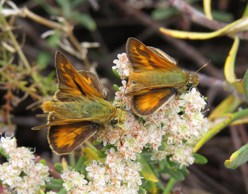 Woodland Skipper