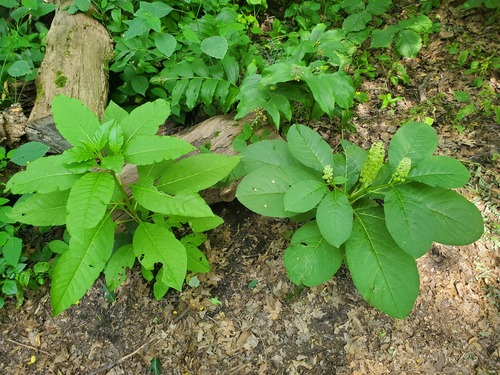 Phytolacca acinosa