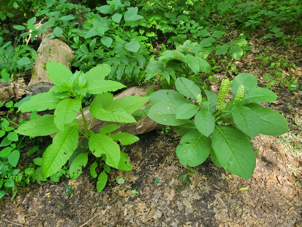 Phytolacca acinosa, Madison, WI, USA