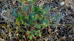 Euphorbia portlandica, photograph author not stated, no rights reserved