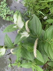 Saururus chinensis
