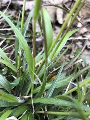 Luzula capitata