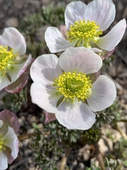 Ranunculus andersonii