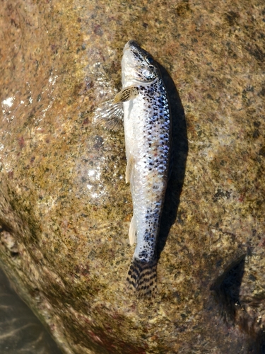 Chinese False Gudgeon