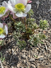 Ranunculus andersonii