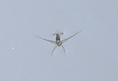 Trepobates subnitidus