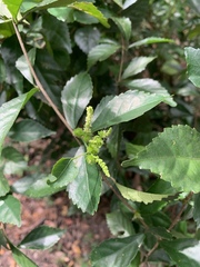 Acalypha siamensis