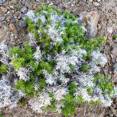 Galium andrewsii