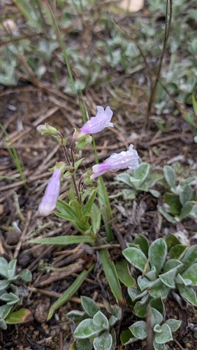 Penstemon gracilis, photograph 6