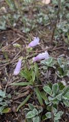 Penstemon gracilis, photograph (c) Bria Abeles-Allison, some rights reserved (CC BY)