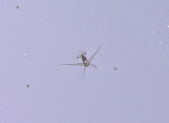 Trepobates subnitidus