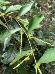Acalypha siamensis
