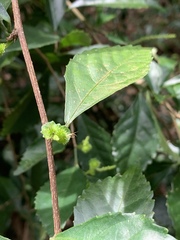 Acalypha siamensis