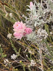 Achyranthemum paniculatum, photograph author not stated, no rights reserved