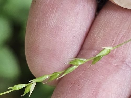 Carex arctata, photograph 6