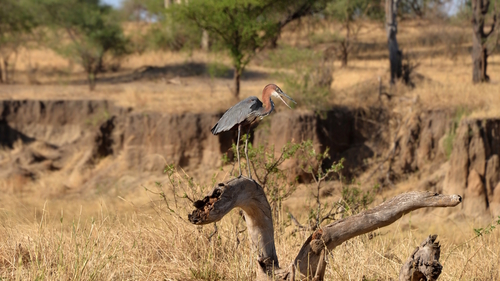 iNaturalist image